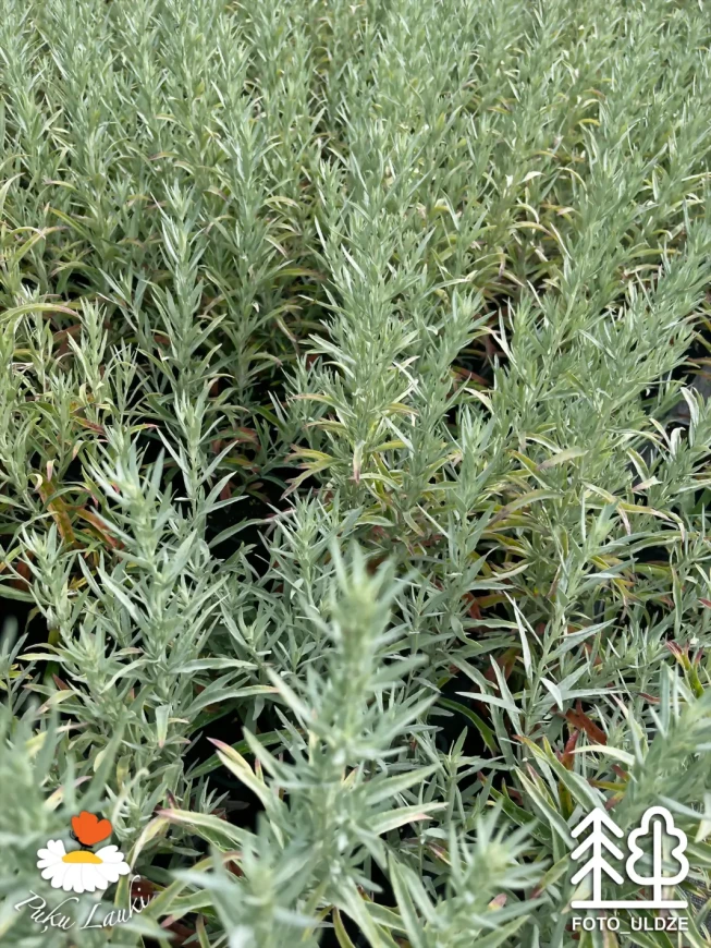 Artemisia ludoviciana   'Silver Queen'